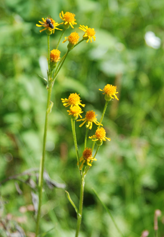 Изображение особи Tephroseris praticola.