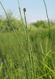 Equisetum fluviatile