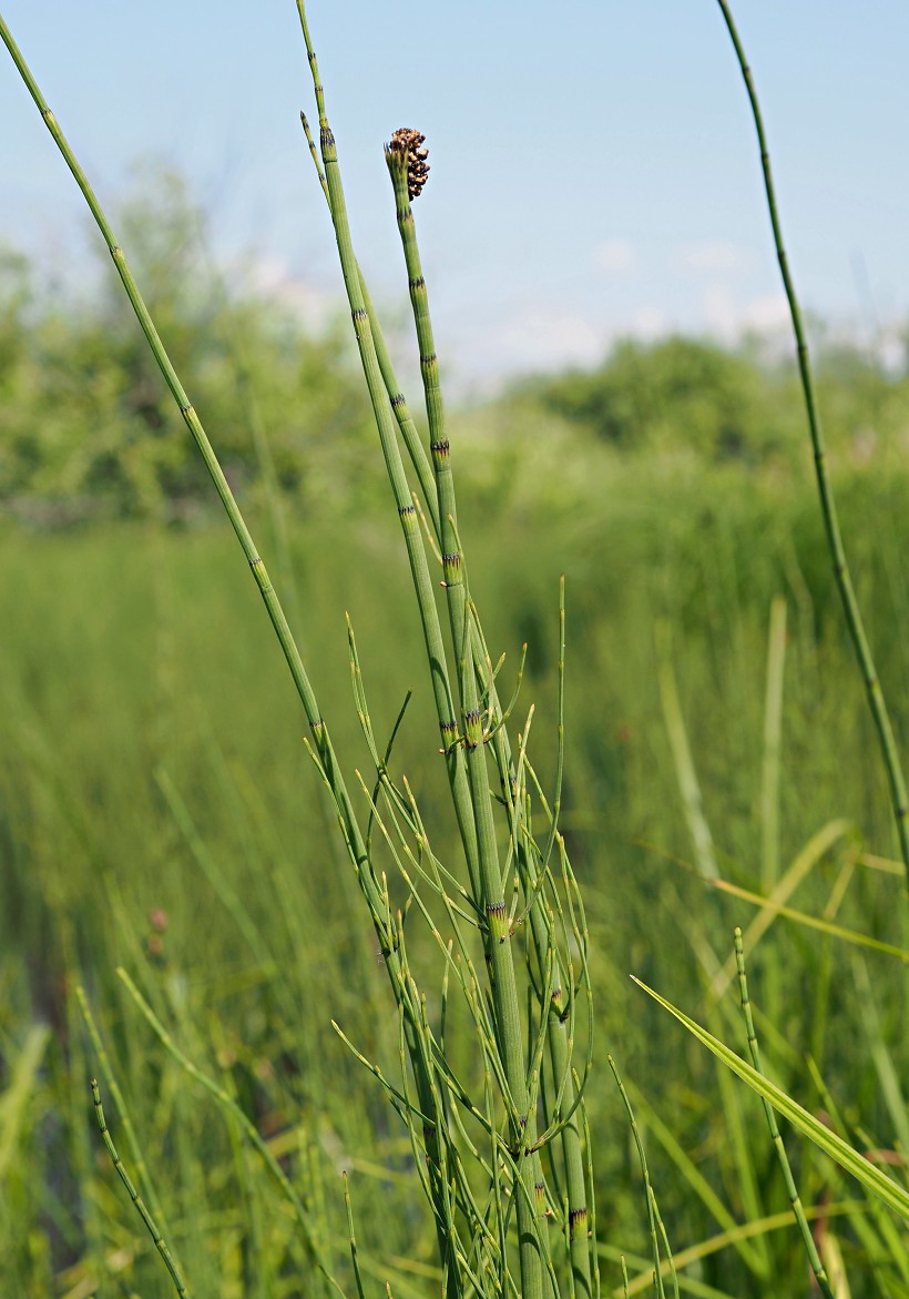 Изображение особи Equisetum fluviatile.