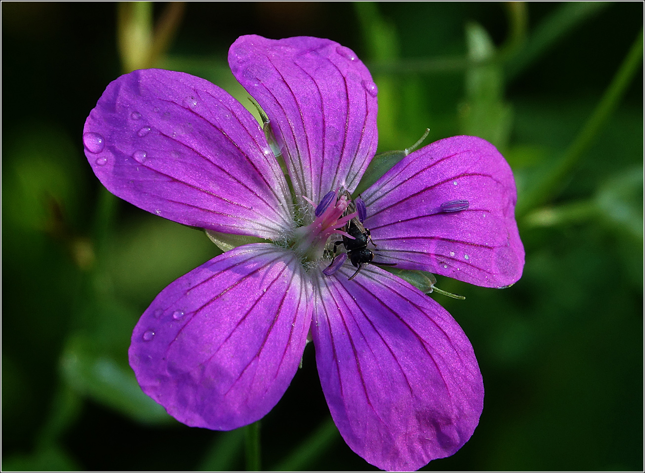 Изображение особи Geranium palustre.