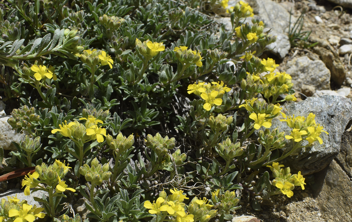 Image of Alyssum cacuminum specimen.