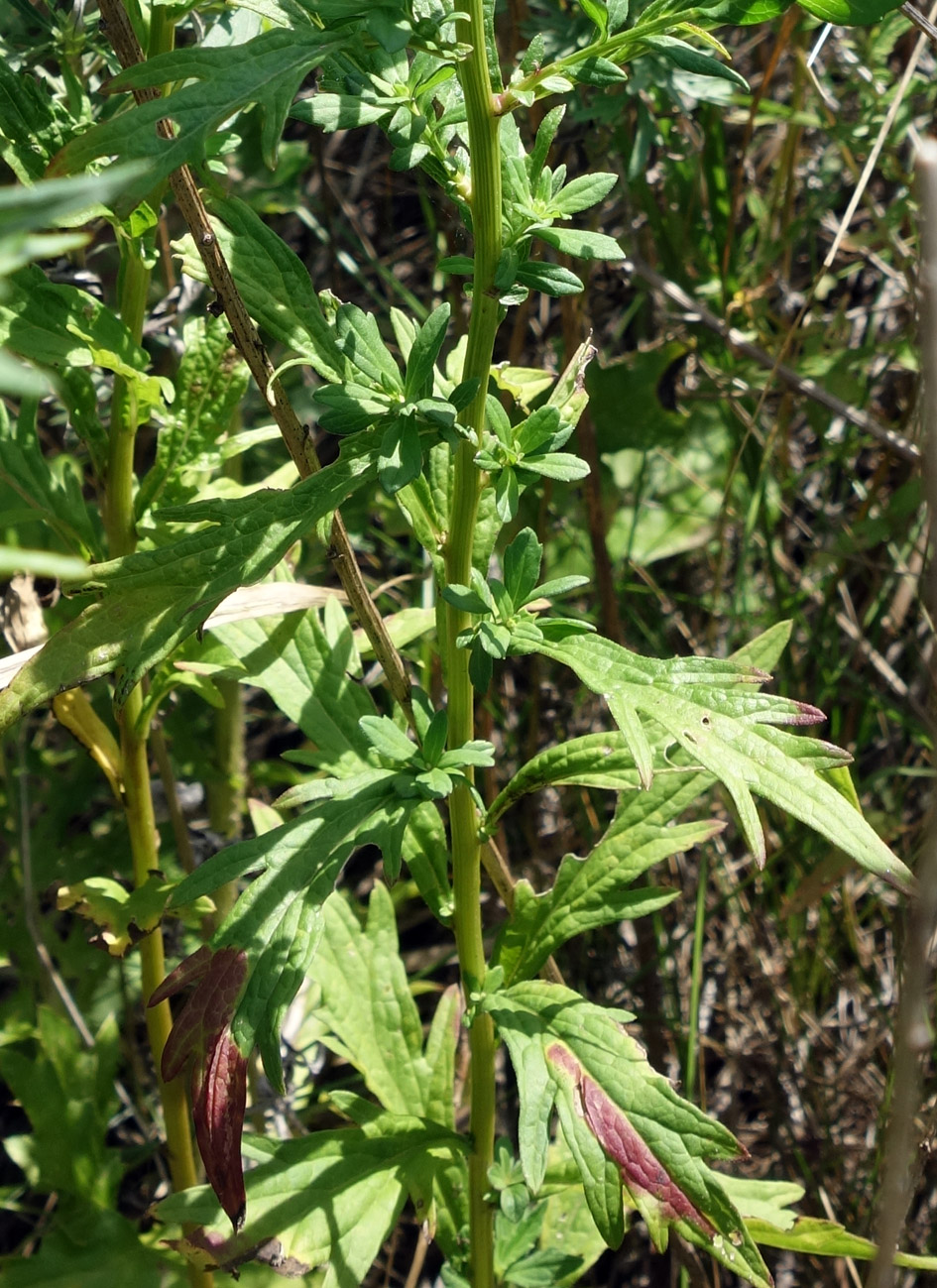 Изображение особи Aster ageratoides.