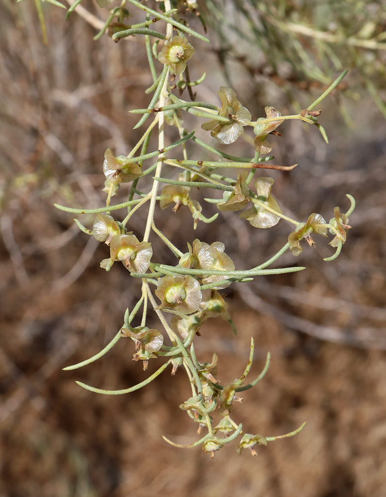 Image of Salsola richteri specimen.