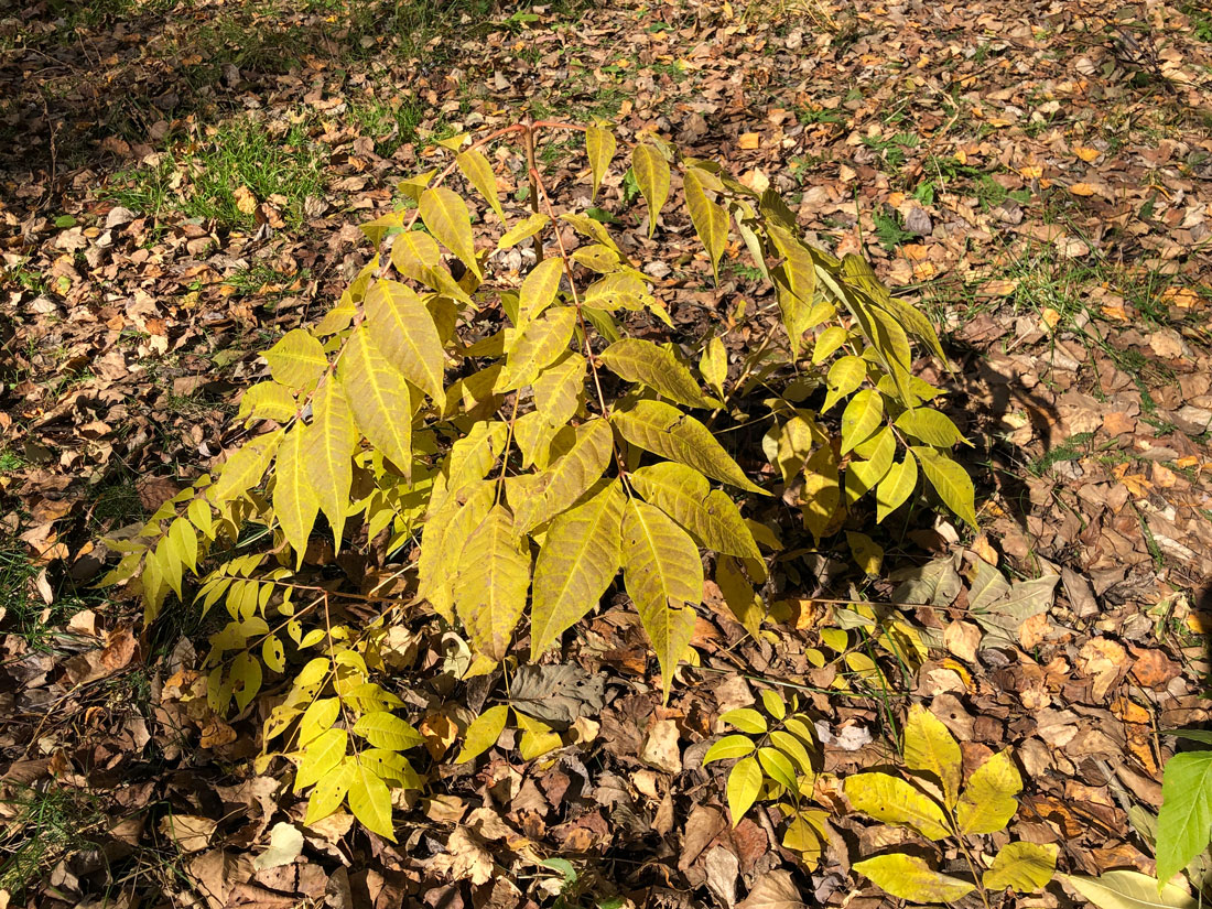 Изображение особи Phellodendron amurense.