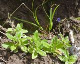 Veronica grandiflora. Отцветшие растения. Камчатский край, Елизовский р-н, природный парк \"Вулканы Камчатки\", южный участок, кластер \"Налычевский\", подножие вулкана Дзензур, берег р. Шайбная, осыпь. 23.08.2022.