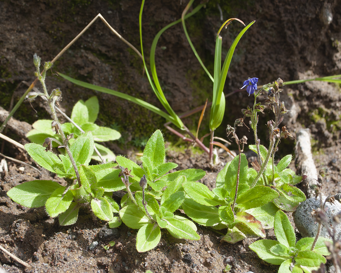 Image of Veronica grandiflora specimen.