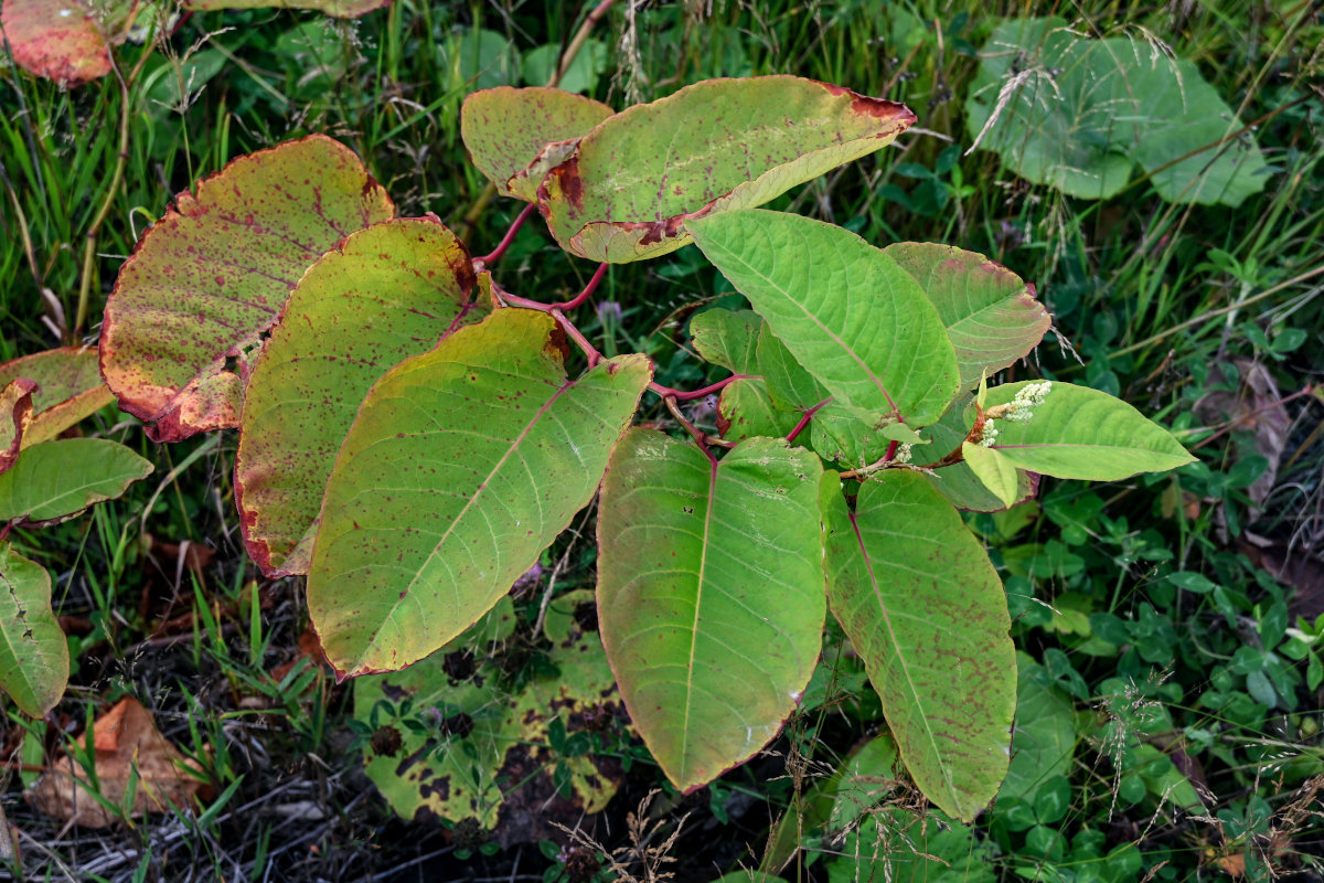 Изображение особи Reynoutria sachalinensis.