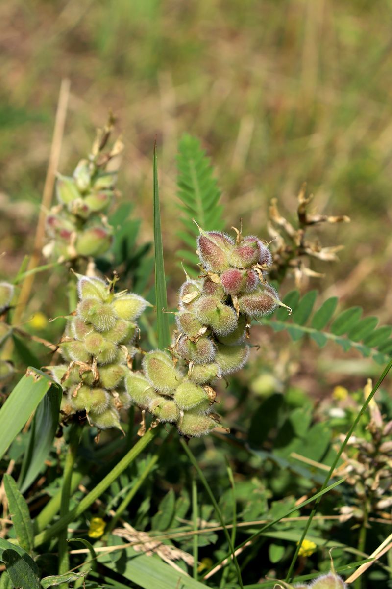 Image of Astragalus cicer specimen.