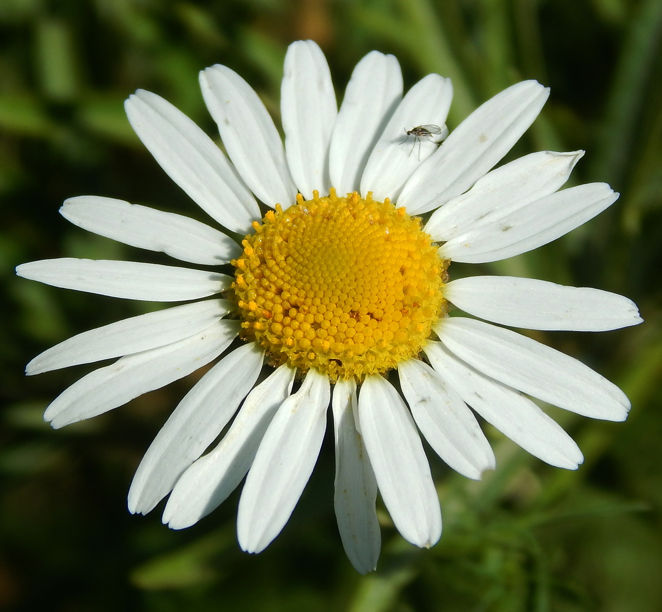 Изображение особи Tripleurospermum inodorum.