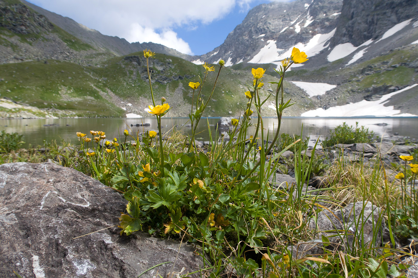 Изображение особи Ranunculus brachylobus.