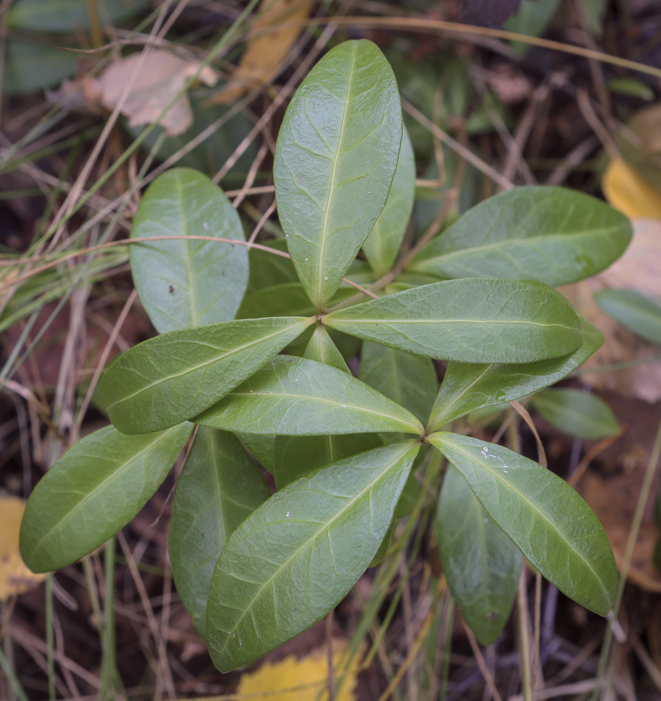 Image of Vinca minor specimen.