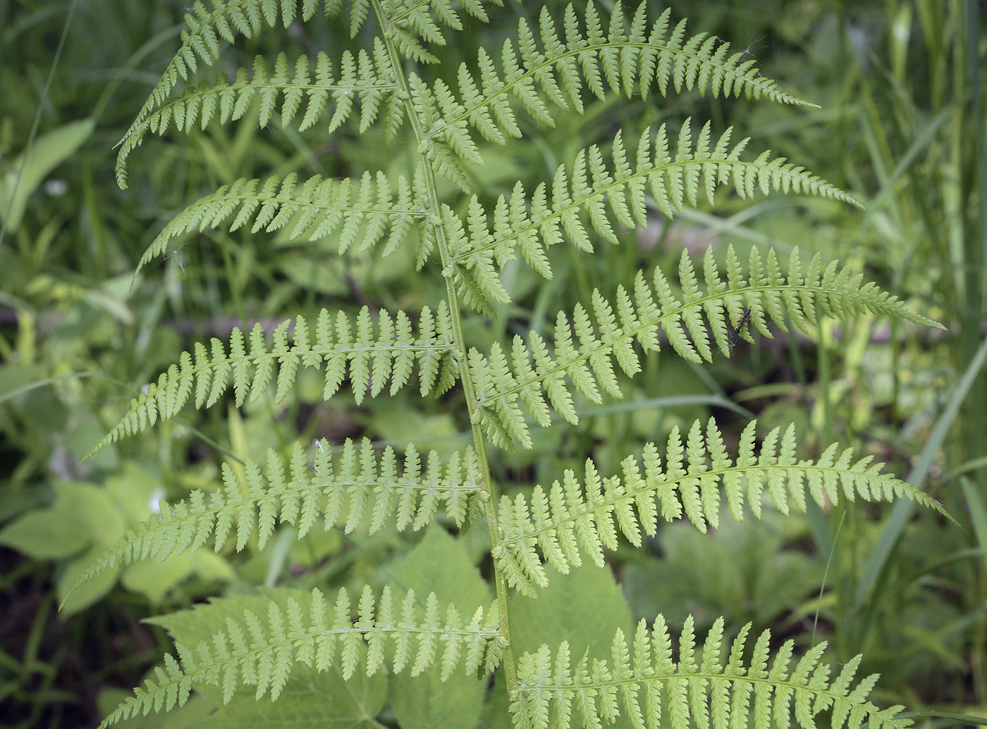 Image of Athyrium filix-femina specimen.