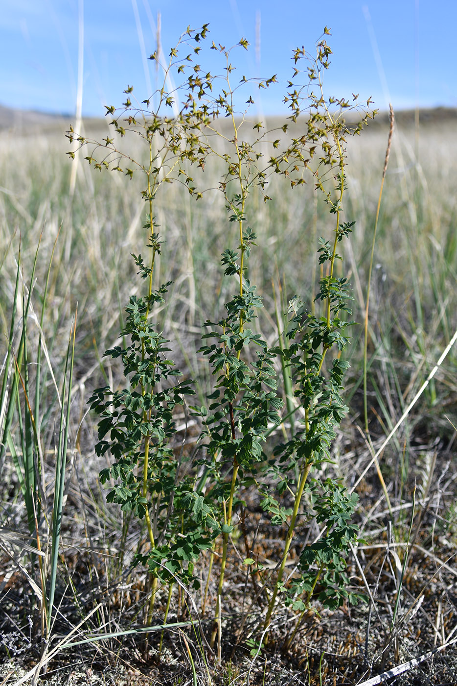 Изображение особи род Thalictrum.