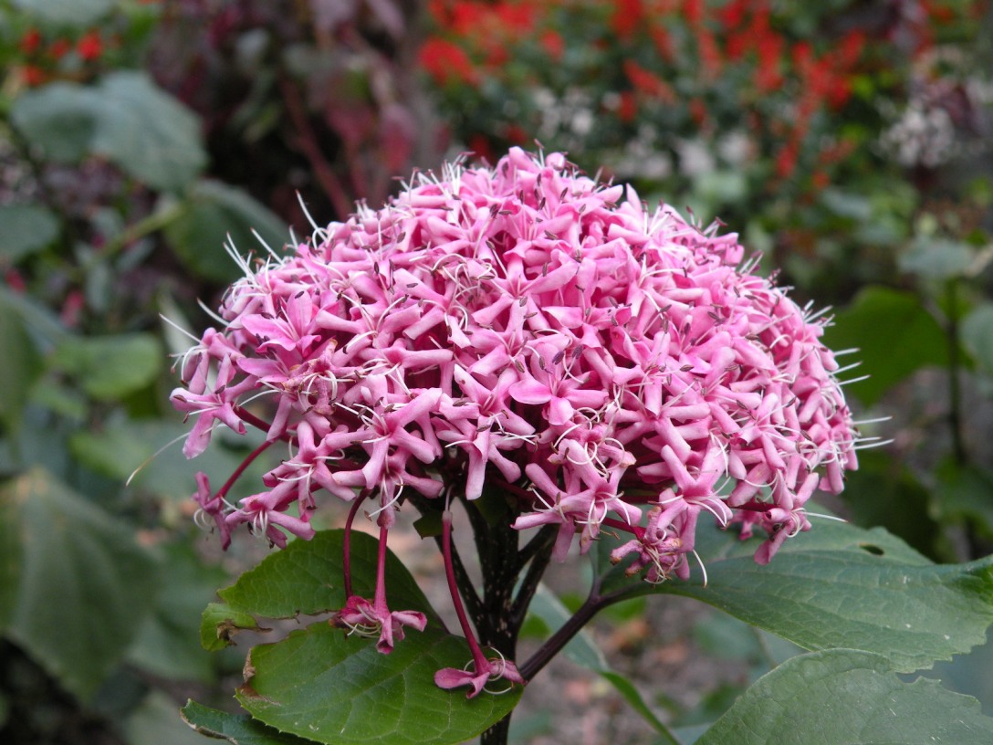 Изображение особи Clerodendrum bungei.