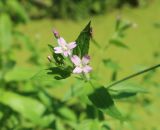 Epilobium adenocaulon