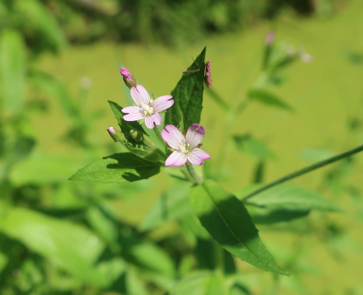 Image of Epilobium adenocaulon specimen.