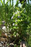 Viola &times; litoralis