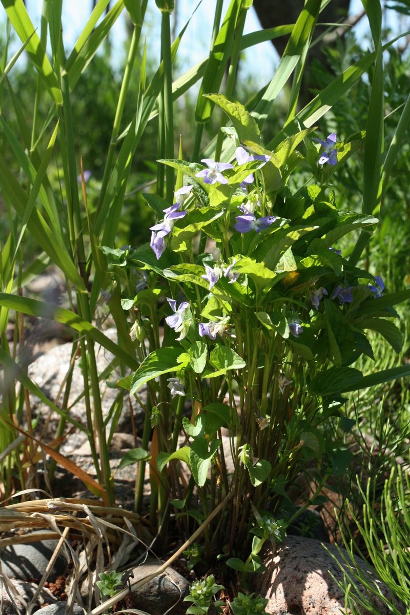 Изображение особи Viola &times; litoralis.