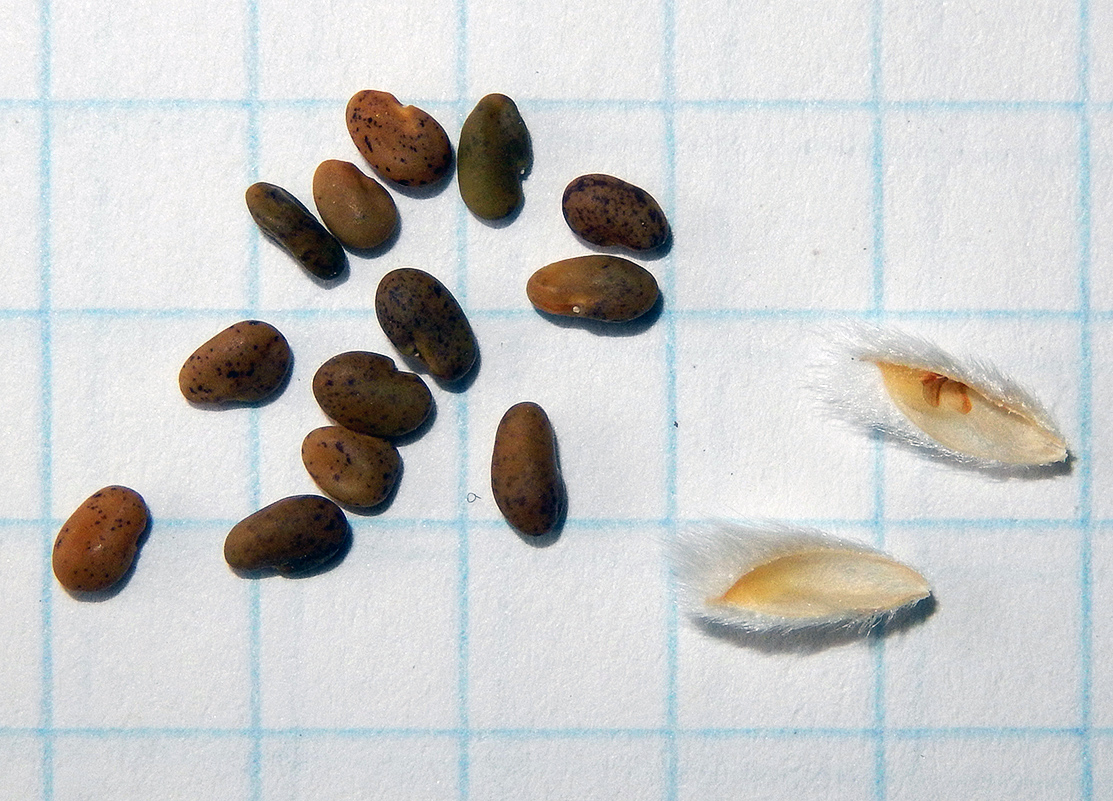 Image of Astragalus arnacanthoides specimen.