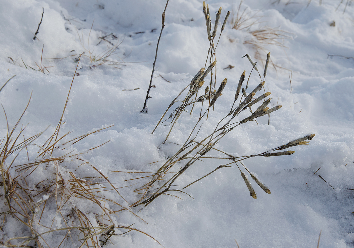 Image of Dianthus acicularis specimen.