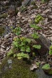 Scrophularia chrysantha