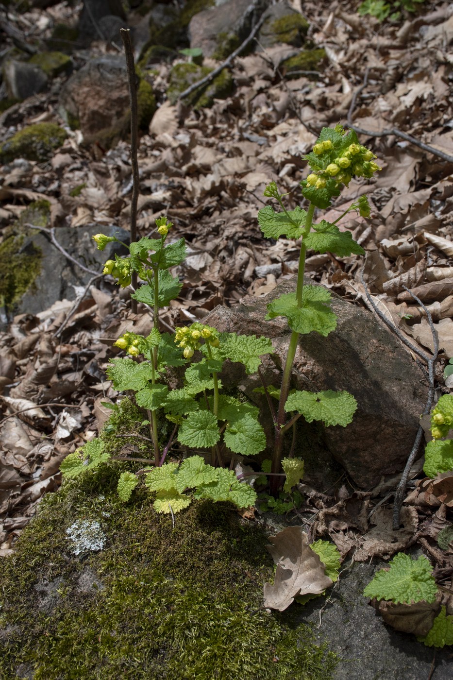 Image of Scrophularia chrysantha specimen.