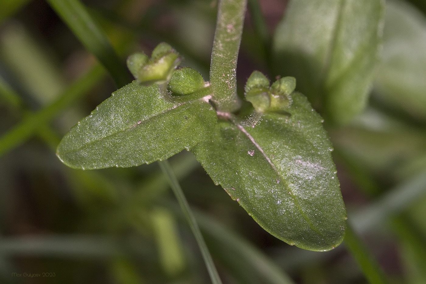 Image of Veronica serpyllifolia specimen.