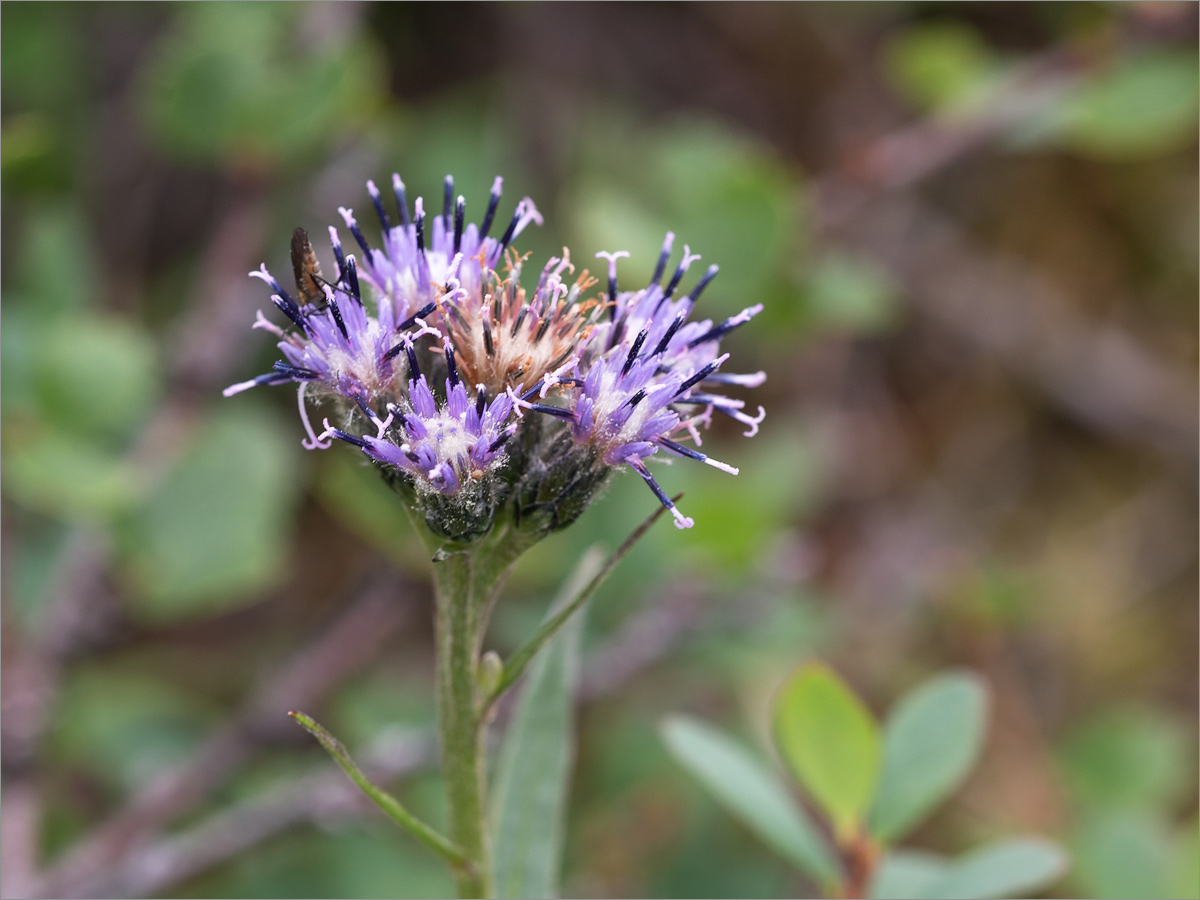 Изображение особи Saussurea alpina.