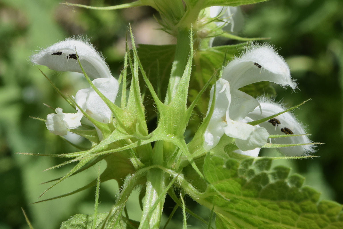 Image of Lamium album specimen.