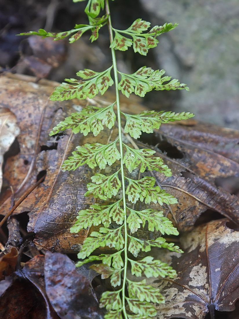 Изображение особи Asplenium incisum.