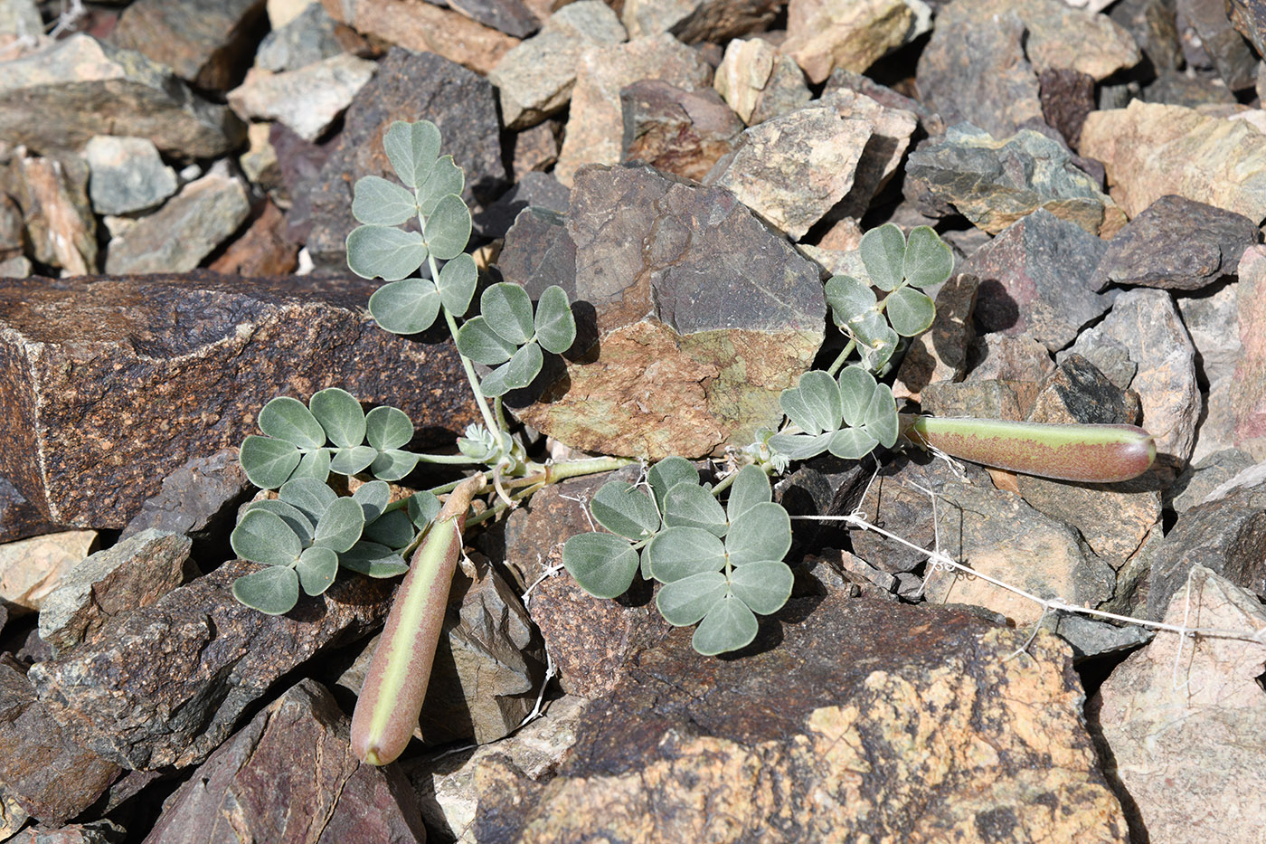 Image of Chesneya dshungarica specimen.