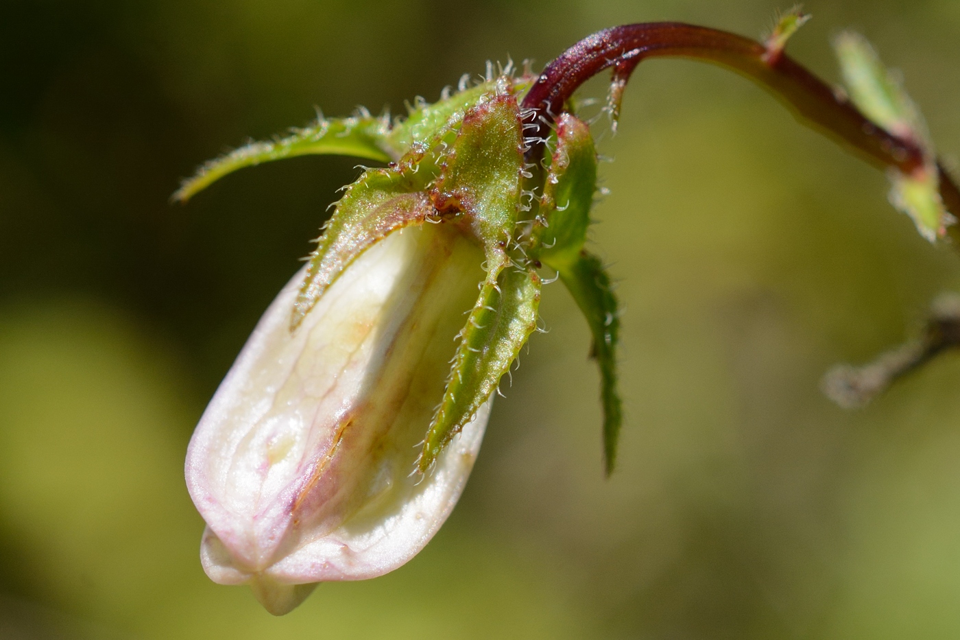 Изображение особи Campanula longistyla.