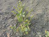 Atriplex moneta