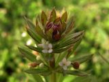 Galium tricornutum