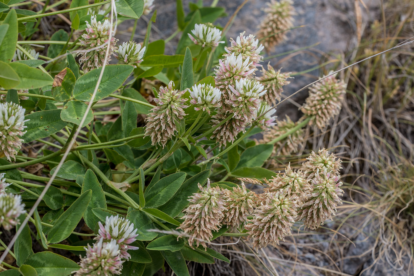 Изображение особи Trifolium ambiguum.