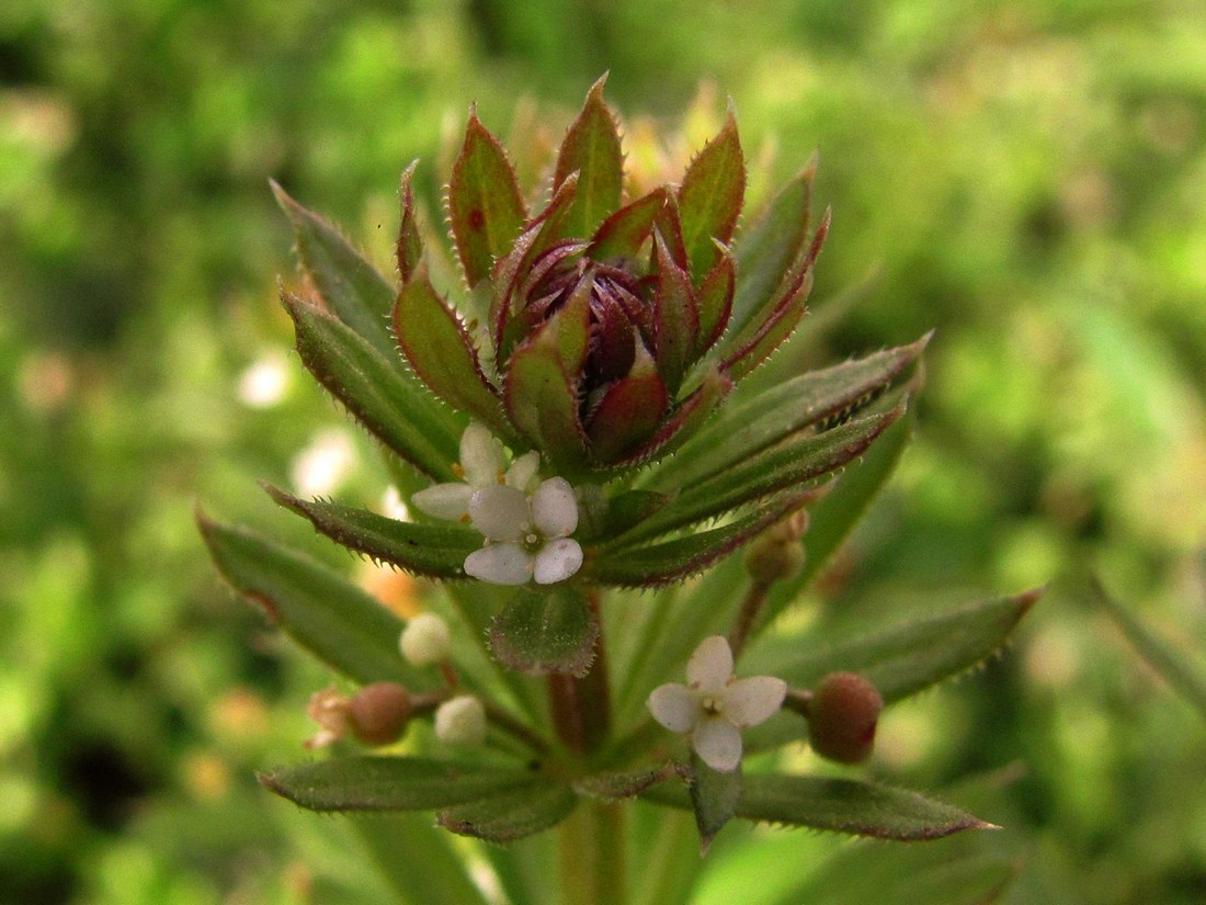 Изображение особи Galium tricornutum.