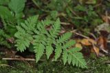 Dryopteris carthusiana