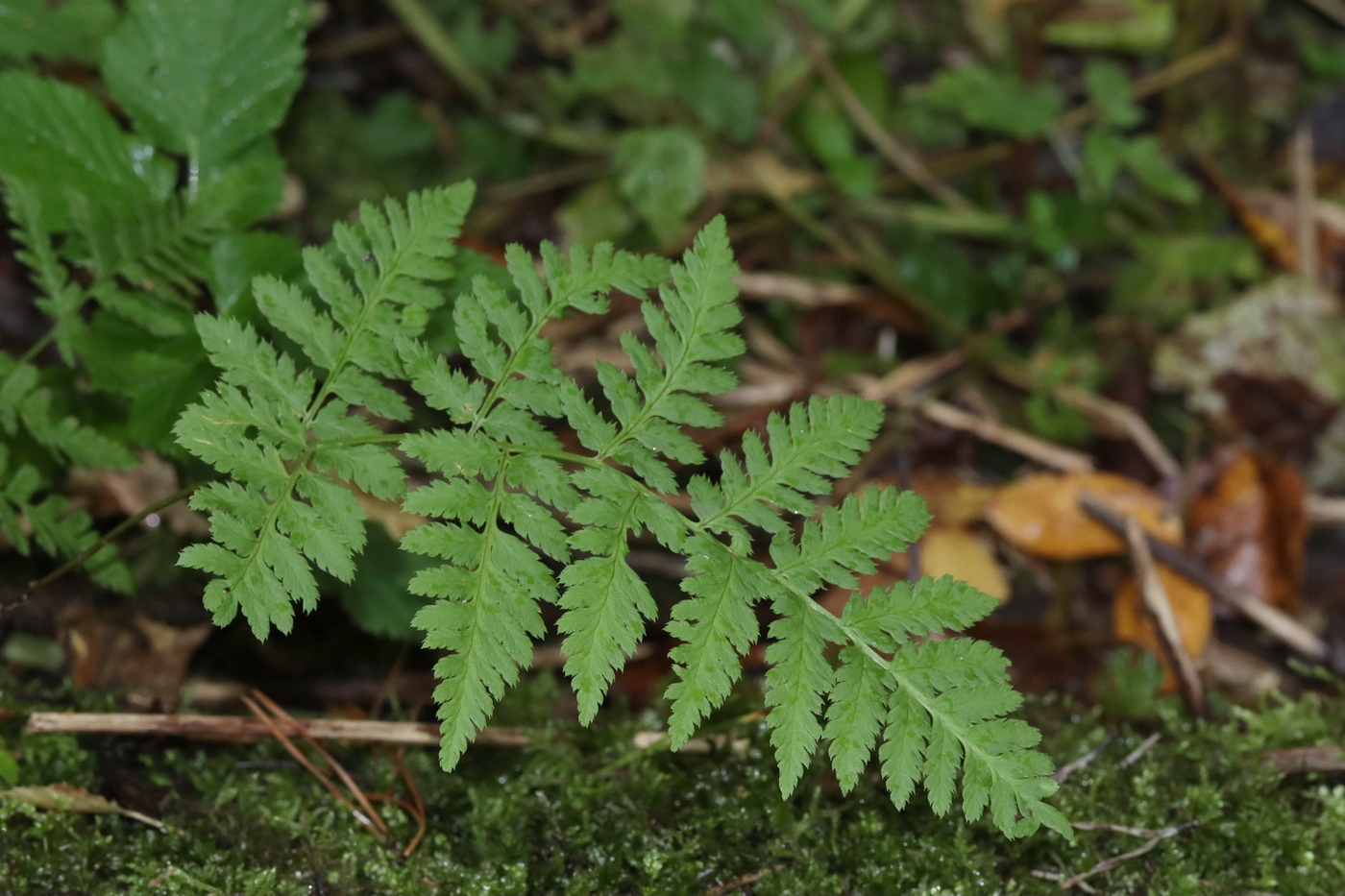 Image of Dryopteris carthusiana specimen.