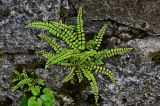 Asplenium trichomanes