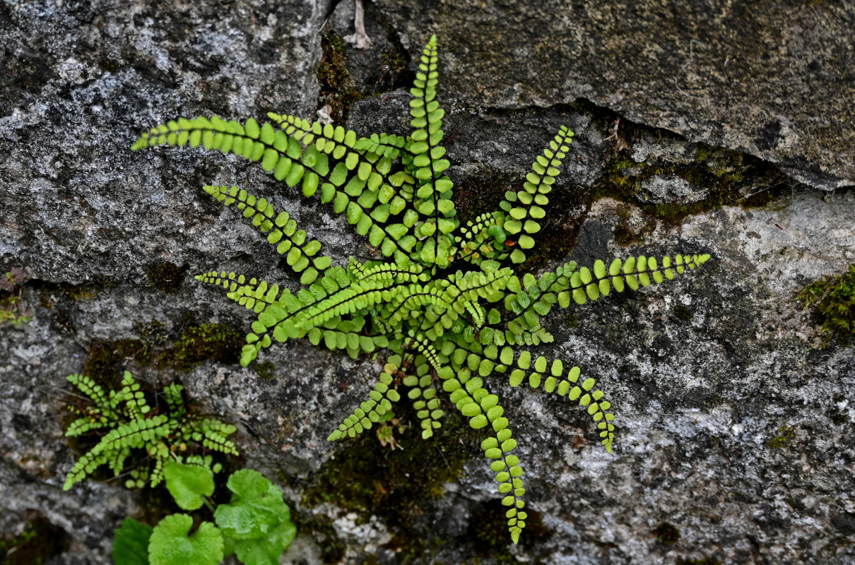 Изображение особи Asplenium trichomanes.