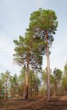 Pinus sylvestris. Взрослые деревья на вершине сопки. Республика Саха (Якутия), Хангаласский улус, правый берег р. Сиинэ (Синяя), ур. Сердечко, сосновый лес. 25.07.2023.