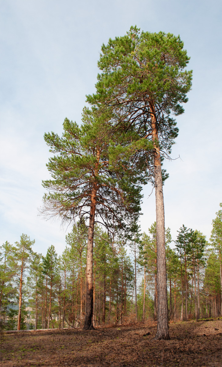 Изображение особи Pinus sylvestris.