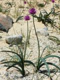 Allium carolinianum