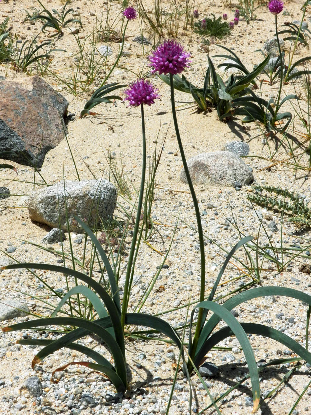 Изображение особи Allium carolinianum.