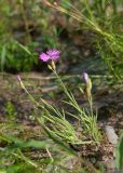 Dianthus versicolor. Цветущее растение на каменистом пойменном лугу. Республика Саха (Якутия), Хангаласский улус, левый берег р. Сиинэ (Синяя) выше устья р. Сылбах. 28.07.2023.