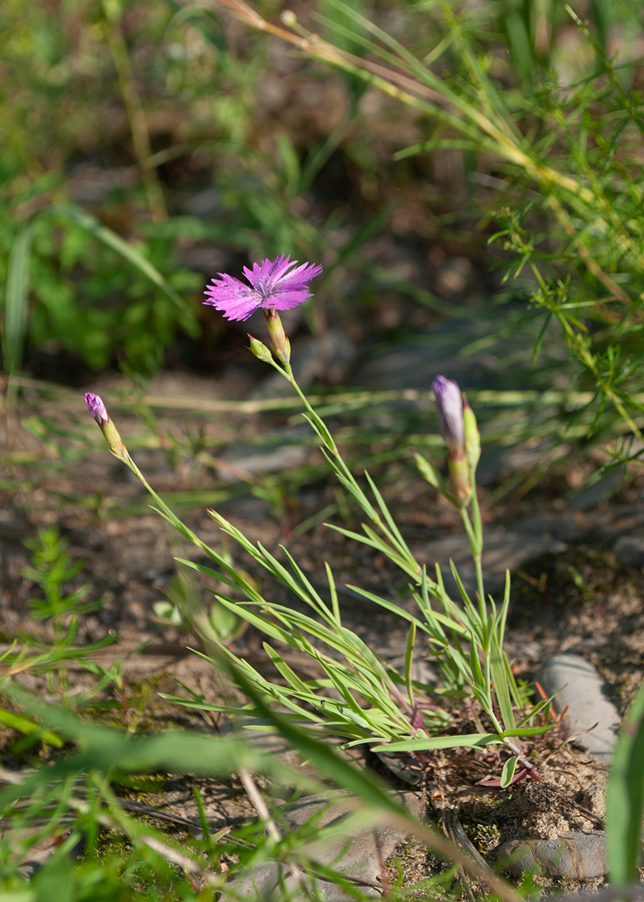 Изображение особи Dianthus versicolor.