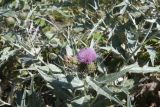 Cirsium argillosum