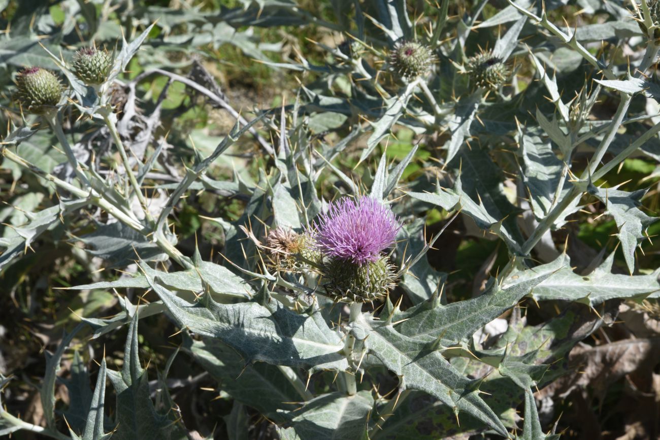 Image of Cirsium argillosum specimen.