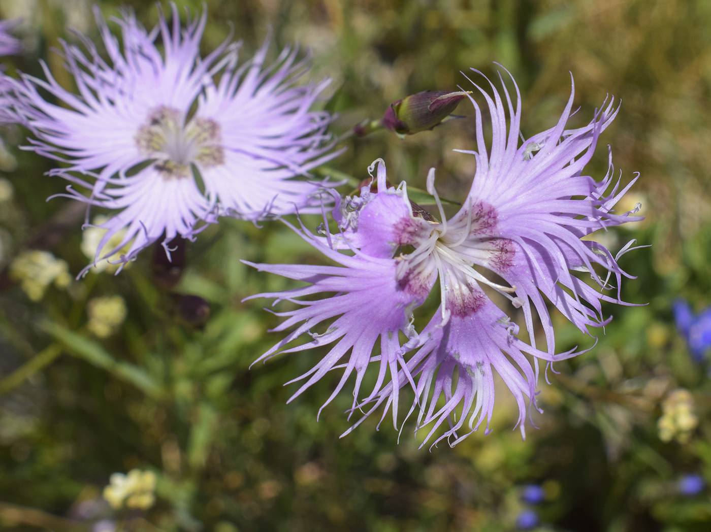 Изображение особи Dianthus hyssopifolius.