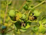 Euphorbia virgata. Часть соплодия. Чувашия, г. Шумерля, берег р. Сура в районе городского пляжа. 20 июня 2010 г.